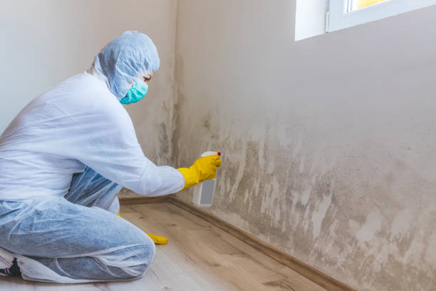 Licensed Black Mold Removal service in Pope Army Airfield, NC - WQB Mold Removal