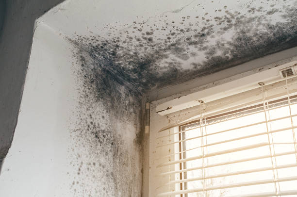 Affordable Black Mold Removal solutions in Pope Army Airfield, NC